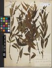 Foto von Salix fragilis L.